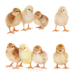 Image of Collage with small cute baby chickens isolated on white