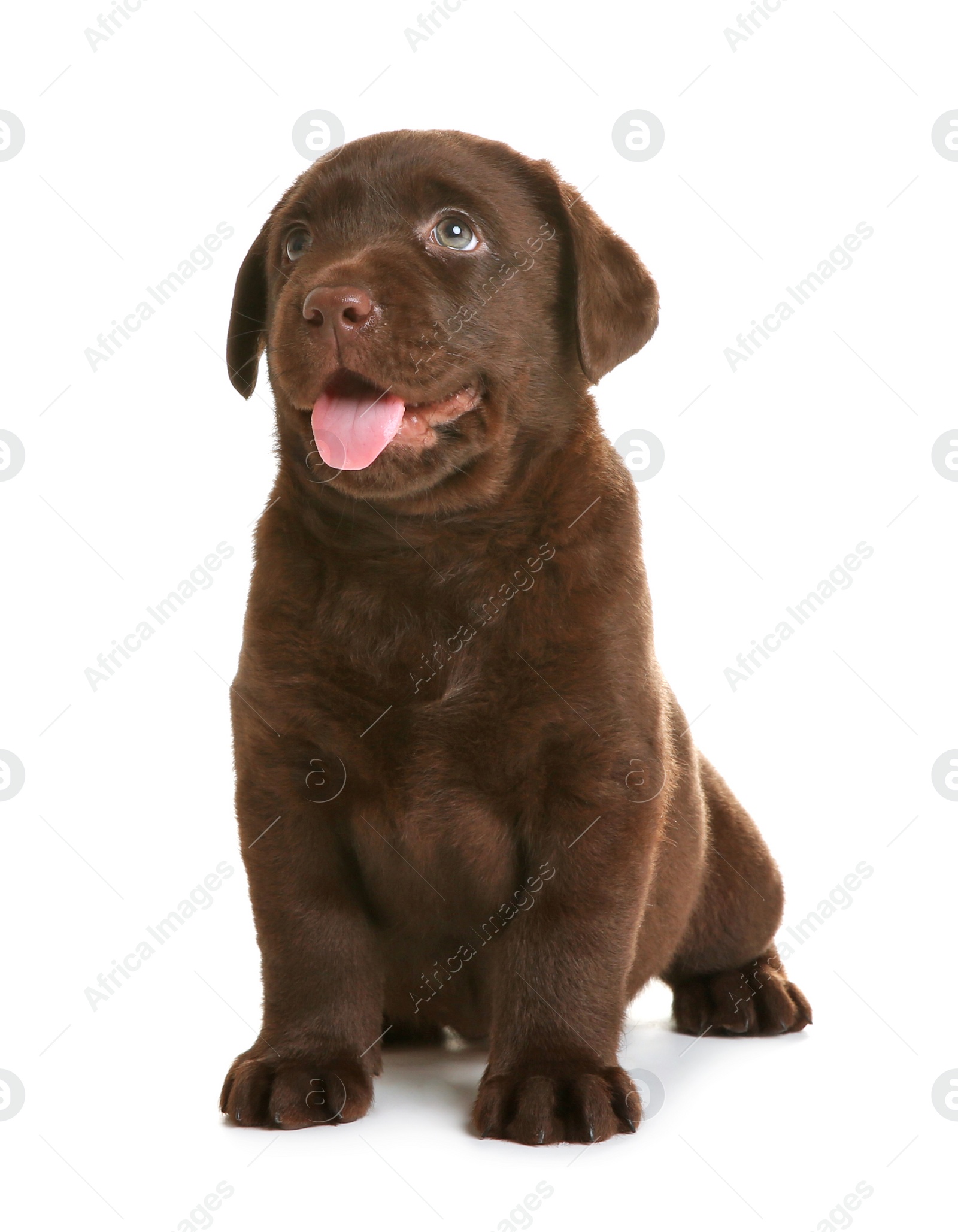 Photo of Chocolate Labrador Retriever puppy on white background