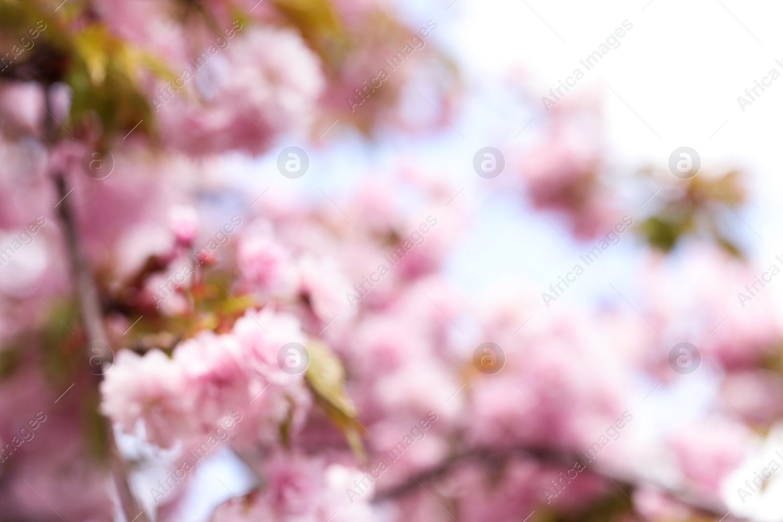 Photo of Blurred view of beautiful tree with pink blossom outdoors. Bokeh effect