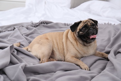 Happy cute pug dog on bed indoors