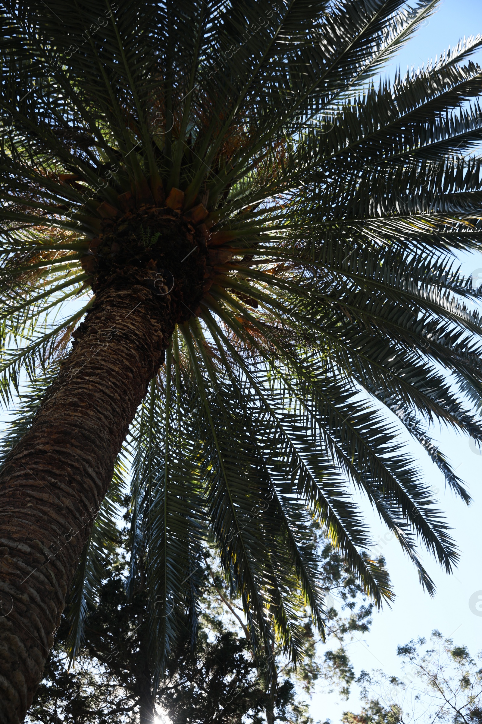 Photo of Beautiful palm tree with green leaves outdoors, low angle view