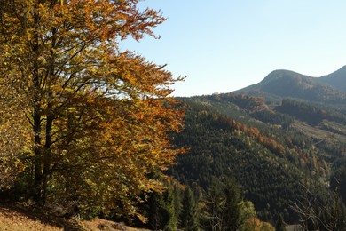 Picturesque view of beautiful mountain forest on sunny day in autumn