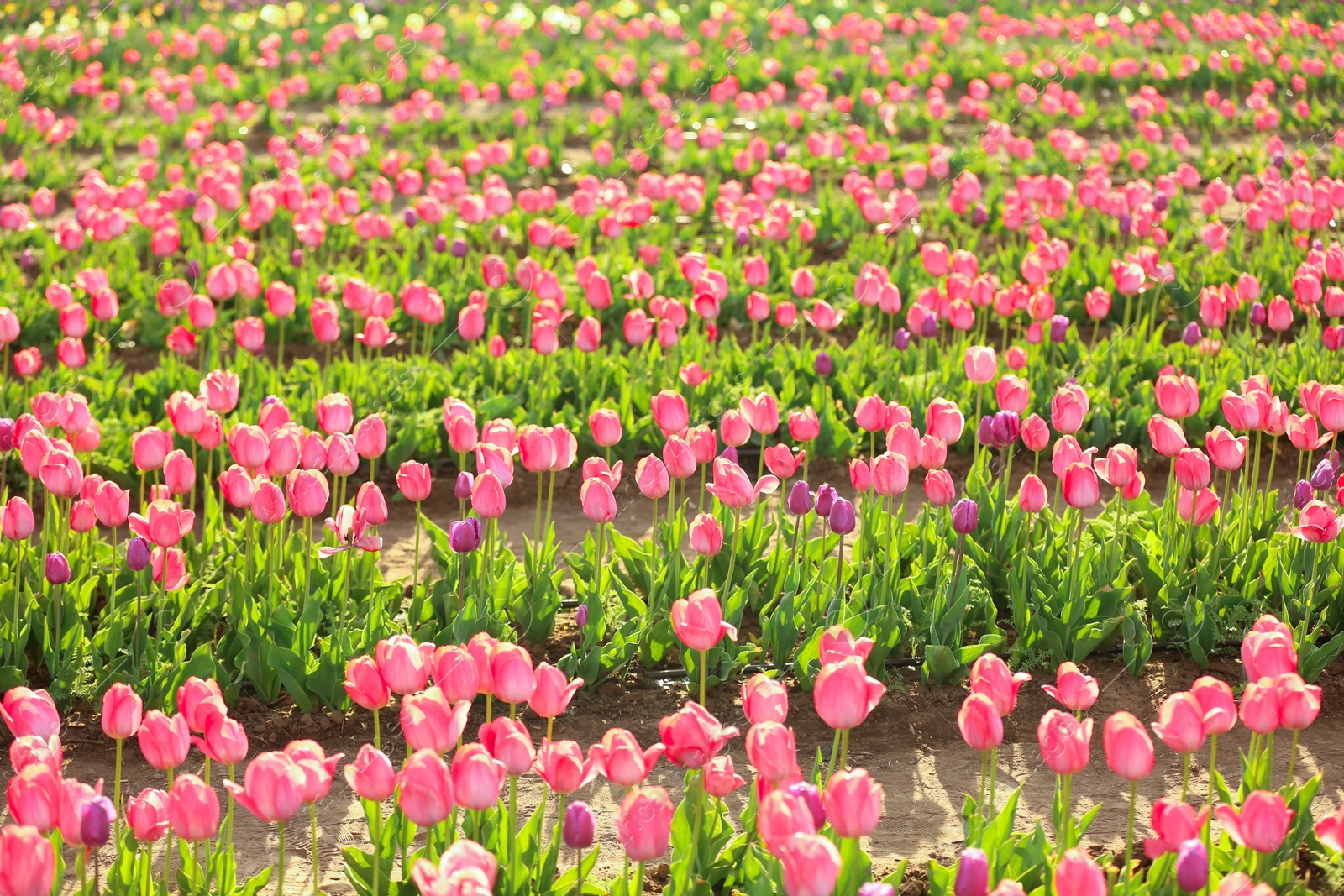 Photo of Picturesque view of field with blossoming tulips on sunny spring day