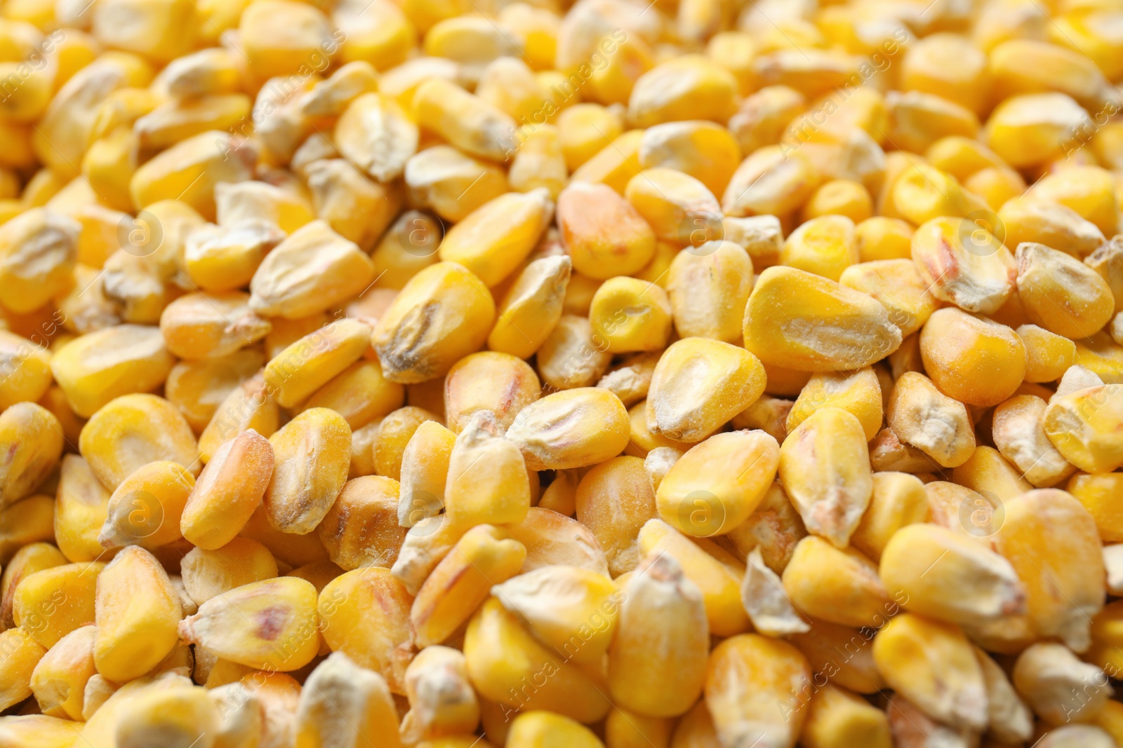 Photo of Many dried corn kernels as background, closeup