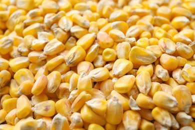 Many dried corn kernels as background, closeup