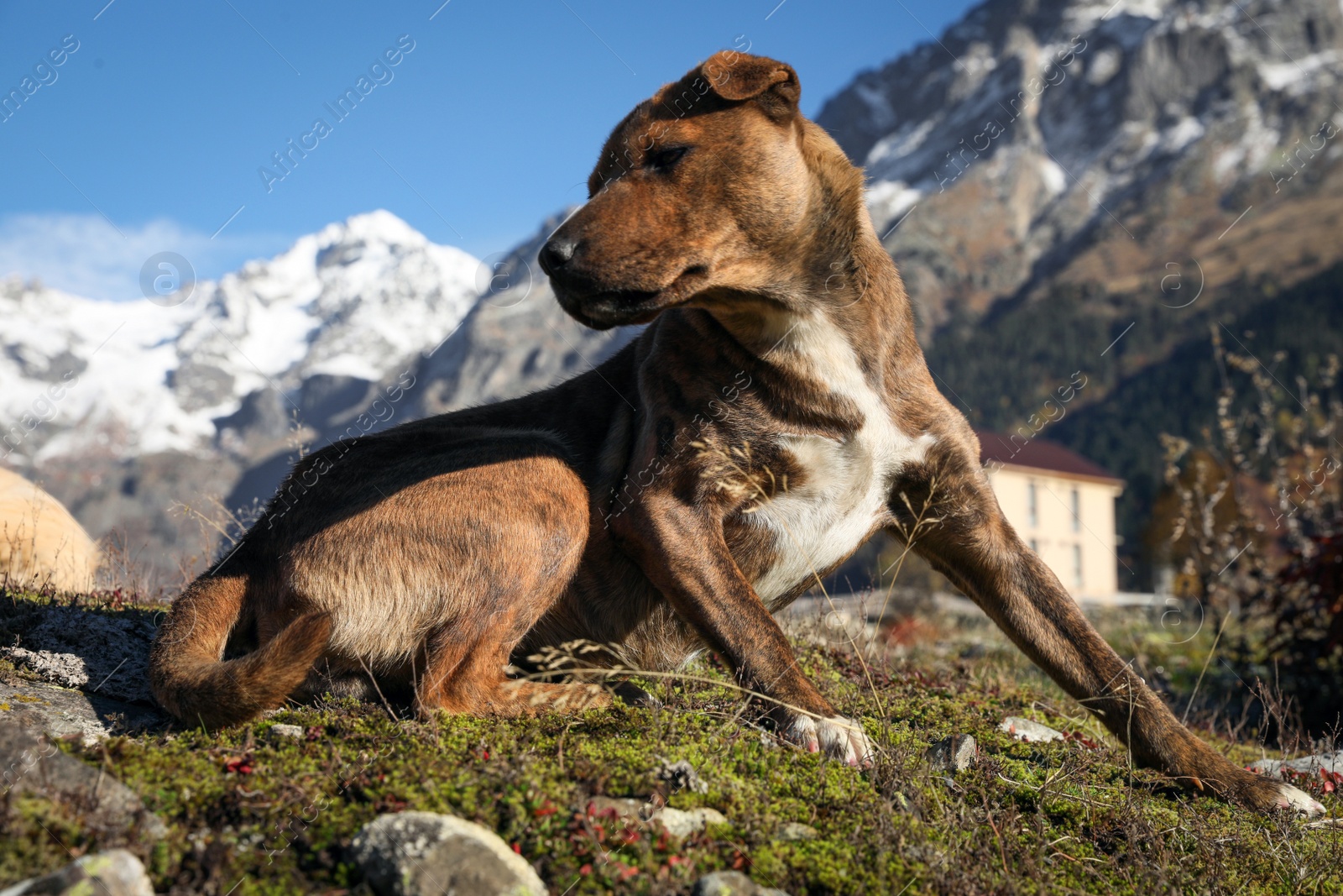 Photo of Adorable dog in mountains on sunny day