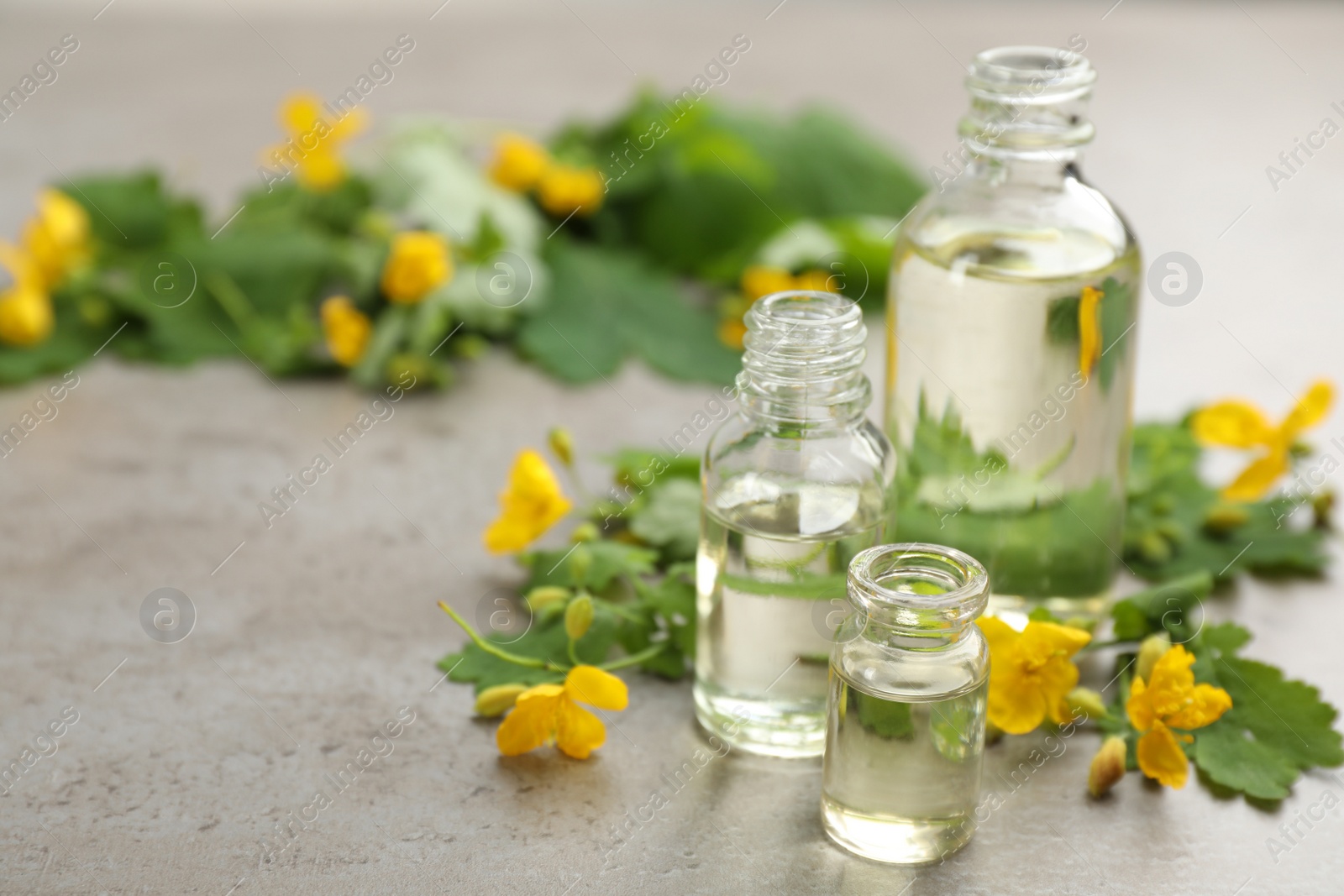 Photo of Bottles of natural celandine oil near flowers on grey stone table. Space for text