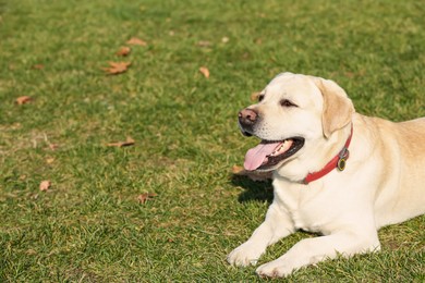 Photo of Yellow Labrador lying on green grass outdoors. Space for text