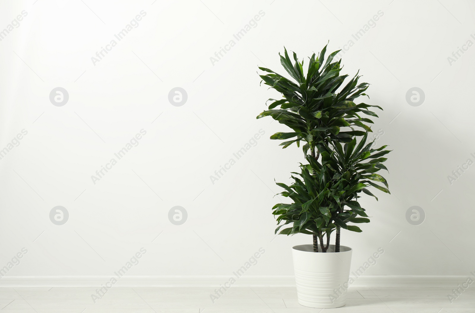 Photo of Tropical plant with lush leaves on floor near white wall. Space for text