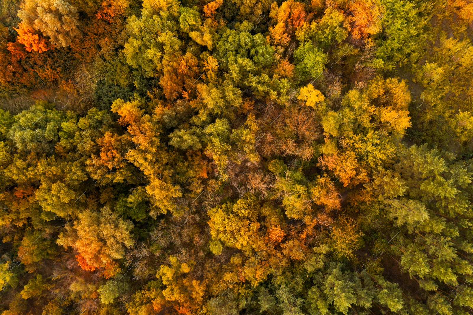 Image of Beautiful aerial view of forest in autumn