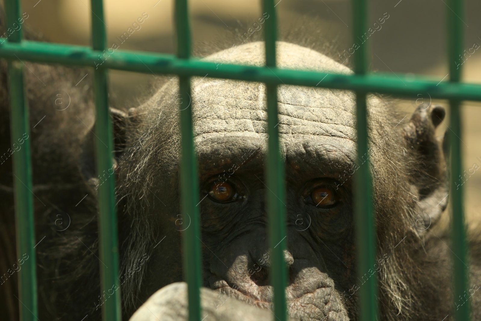 Photo of Closeup view of chimpanzee at enclosure in zoo