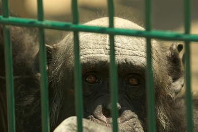 Photo of Closeup view of chimpanzee at enclosure in zoo