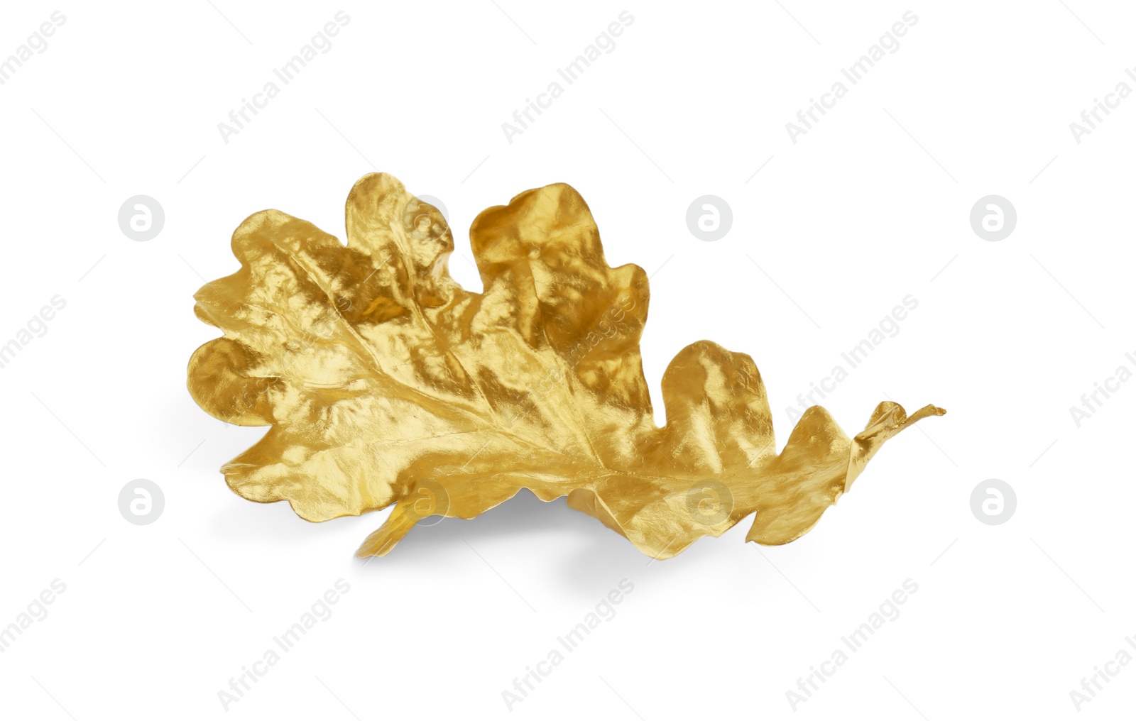 Photo of One golden oak leaf isolated on white. Autumn season