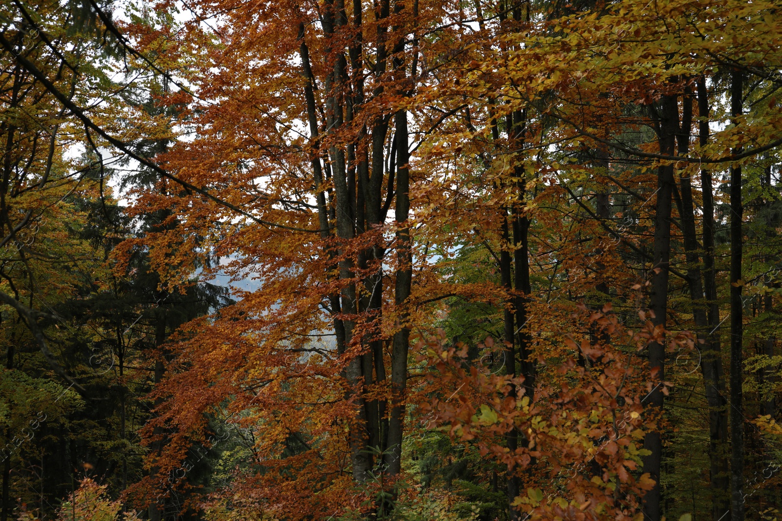 Photo of Beautiful view of trees with color leaves in autumn