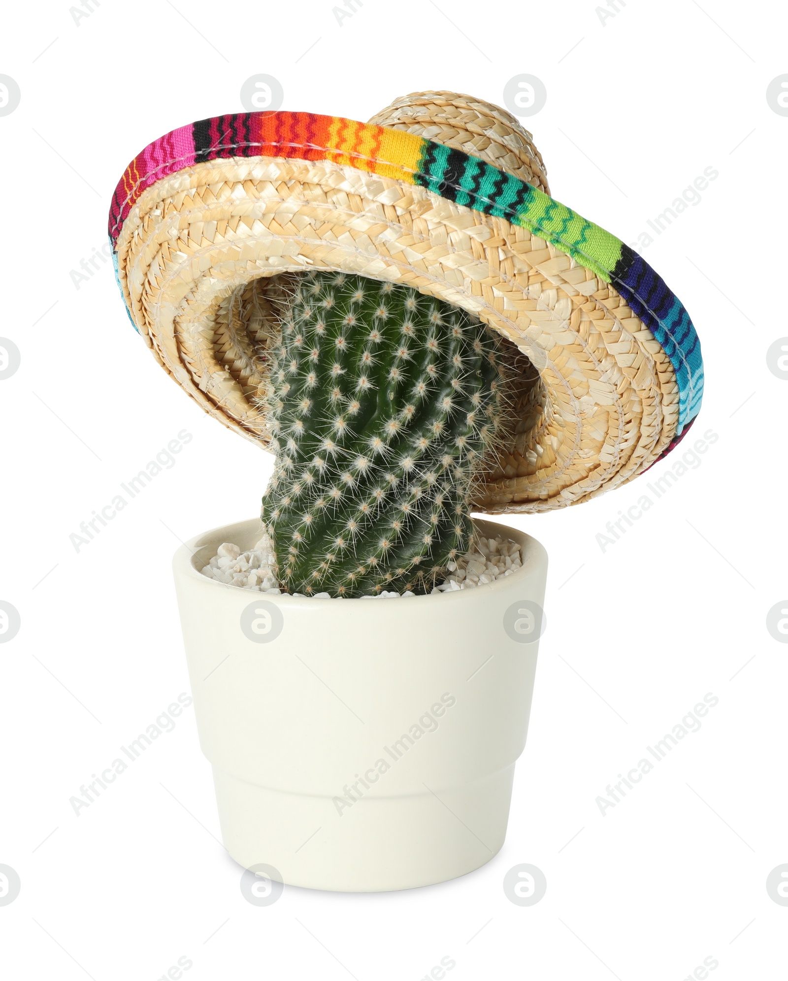 Photo of Cactus with Mexican sombrero hat isolated on white