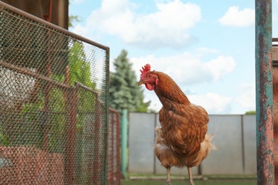 Photo of Beautiful brown hen in farmyard, space for text. Free range chicken