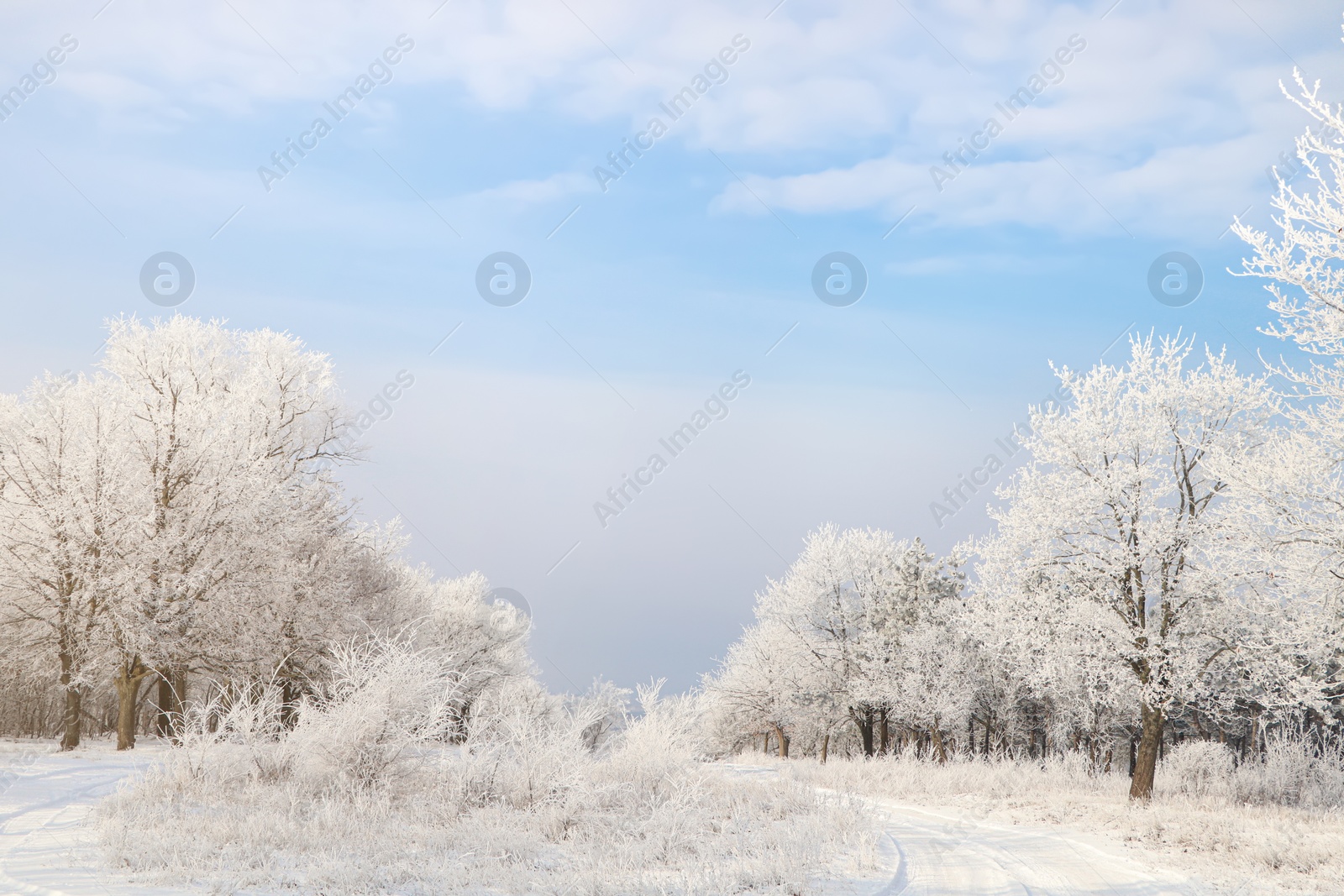 Photo of Plants covered with hoarfrost outdoors on winter morning