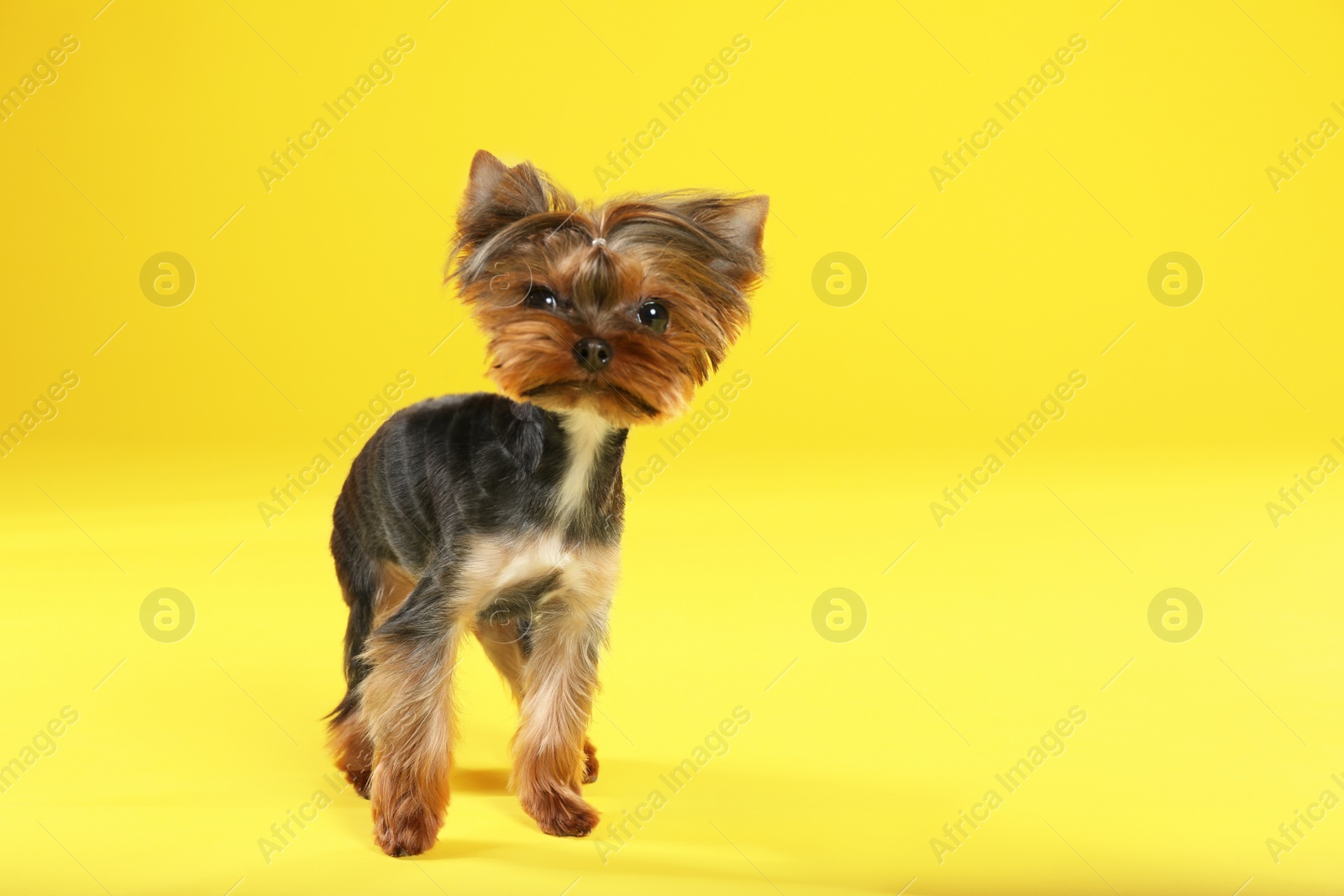 Photo of Cute Yorkshire terrier dog on yellow background