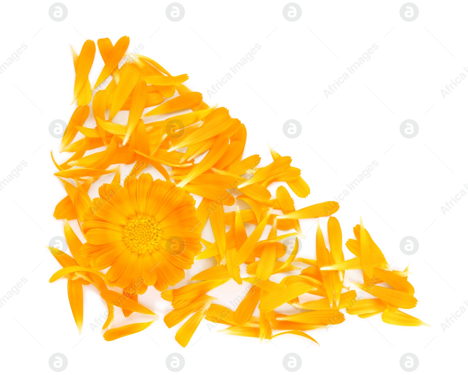 Photo of Beautiful calendula flower and petals on white background, flat lay. Space for text