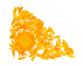 Beautiful calendula flower and petals on white background, flat lay. Space for text