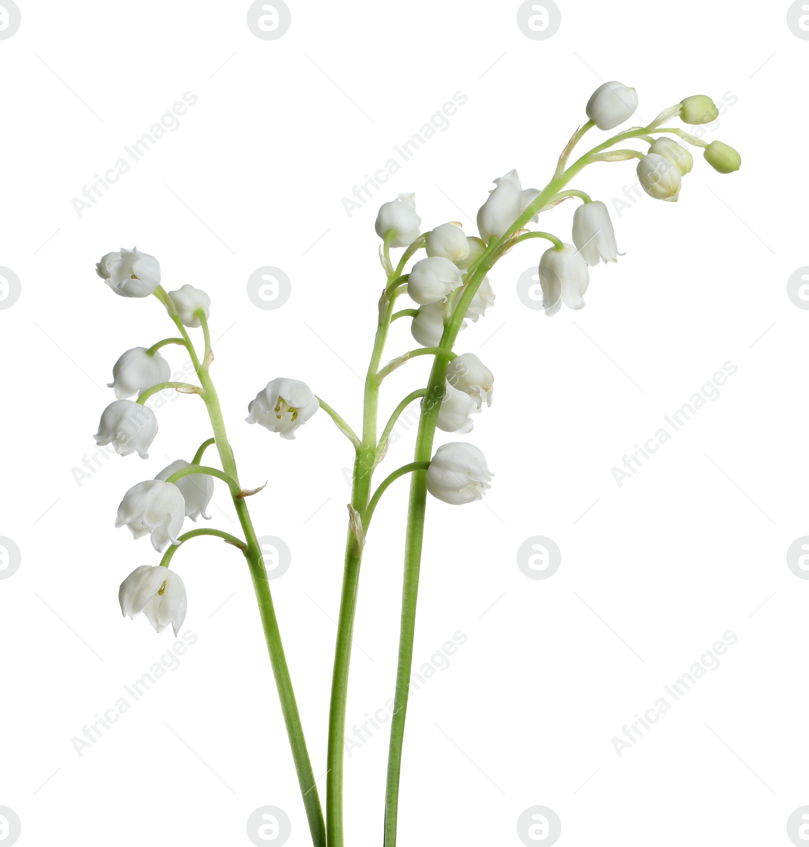 Photo of Beautiful lily of the valley flowers on white background