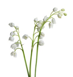 Beautiful lily of the valley flowers on white background
