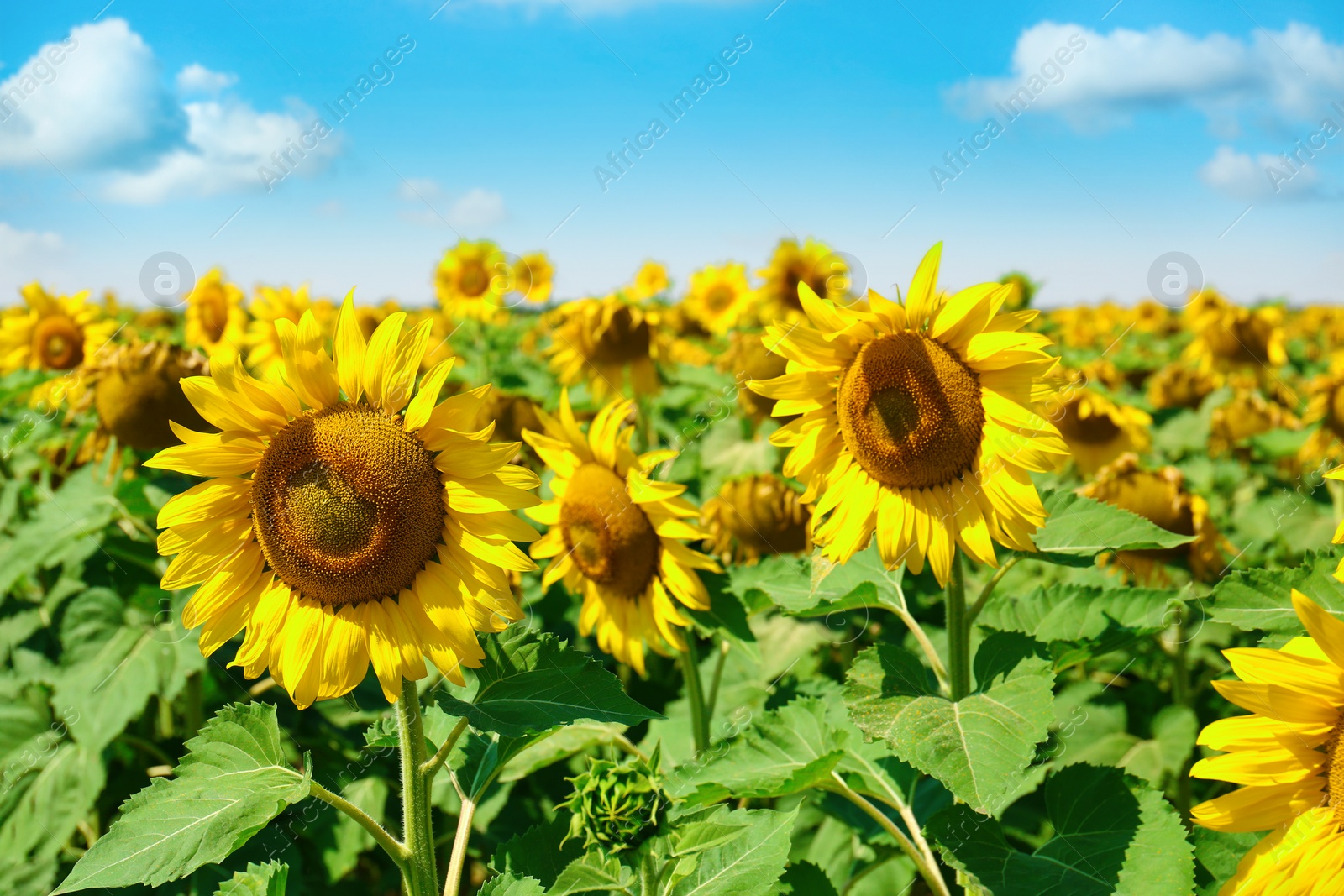 Photo of Beautiful view of sunflowers growing in field