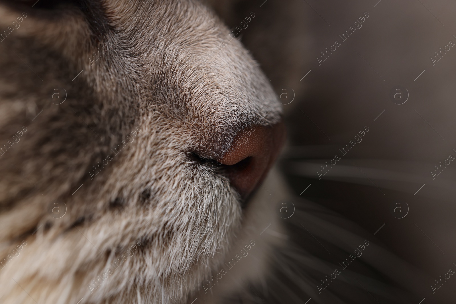 Photo of Cat, macro photo of nose. Cute pet