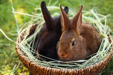 Cute fluffy rabbits in wicker bowl with dry grass outdoors