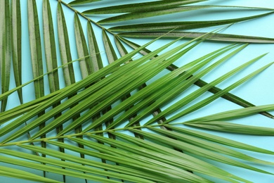 Beautiful tropical Sago palm leaves on color background, top view