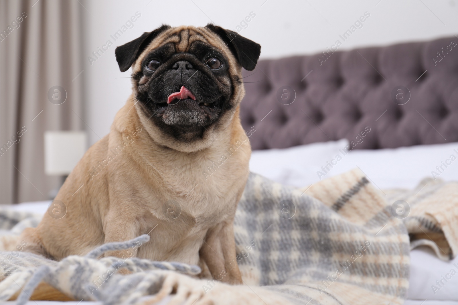 Photo of Happy cute pug dog on bed indoors