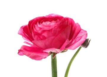 Photo of Beautiful spring ranunculus flower isolated on white