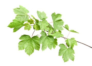 Photo of Branch of maple tree with young fresh green leaves isolated on white. Spring season