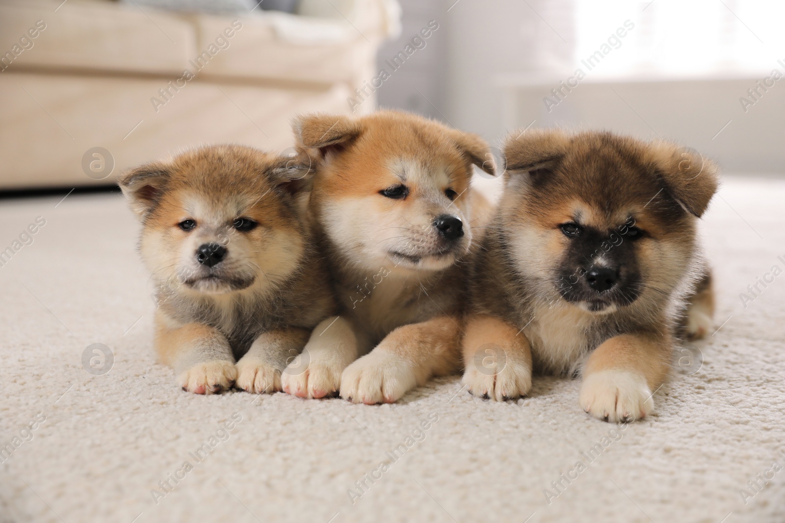 Photo of Adorable Akita Inu puppies on carpet indoors