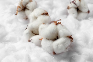 Cotton flowers on white fluffy background, closeup