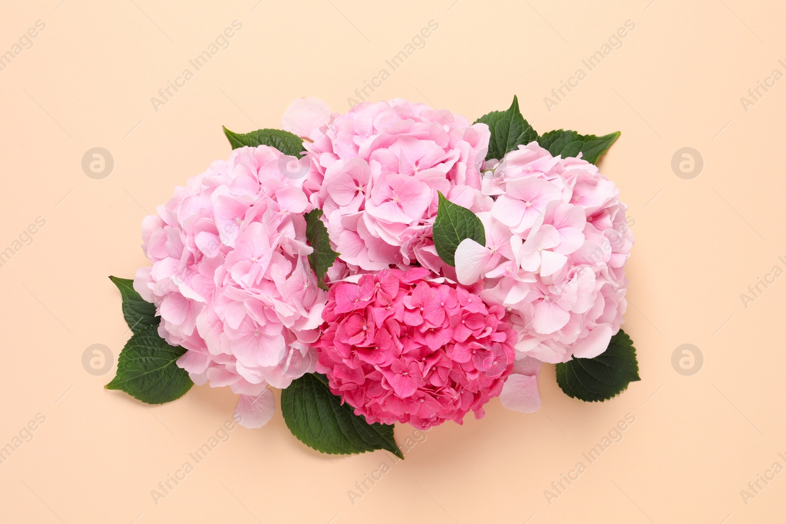 Photo of Beautiful hortensia flowers on beige background, flat lay