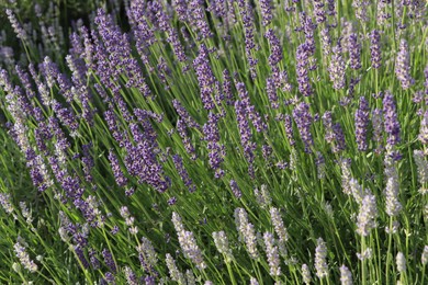 Photo of Beautiful blooming lavender plants in field on sunny day