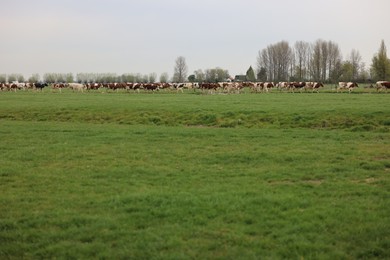 Photo of Herd of cows grazing on pasture. Farm animal