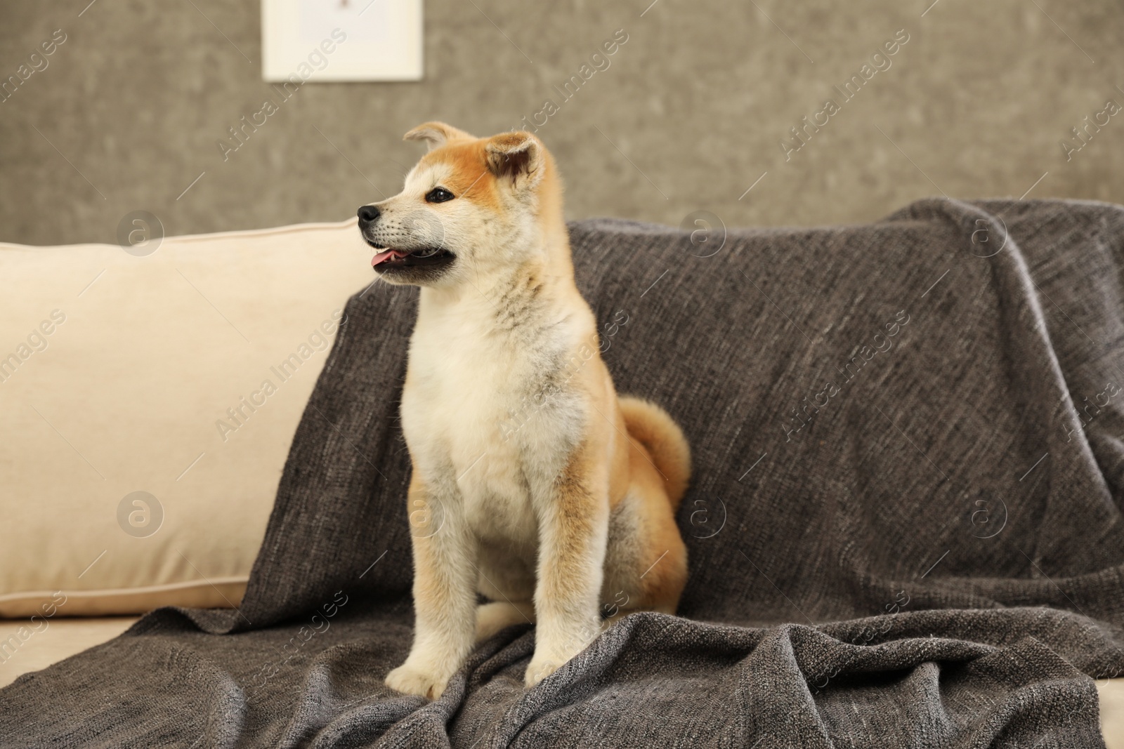 Photo of Cute akita inu puppy on sofa in living room