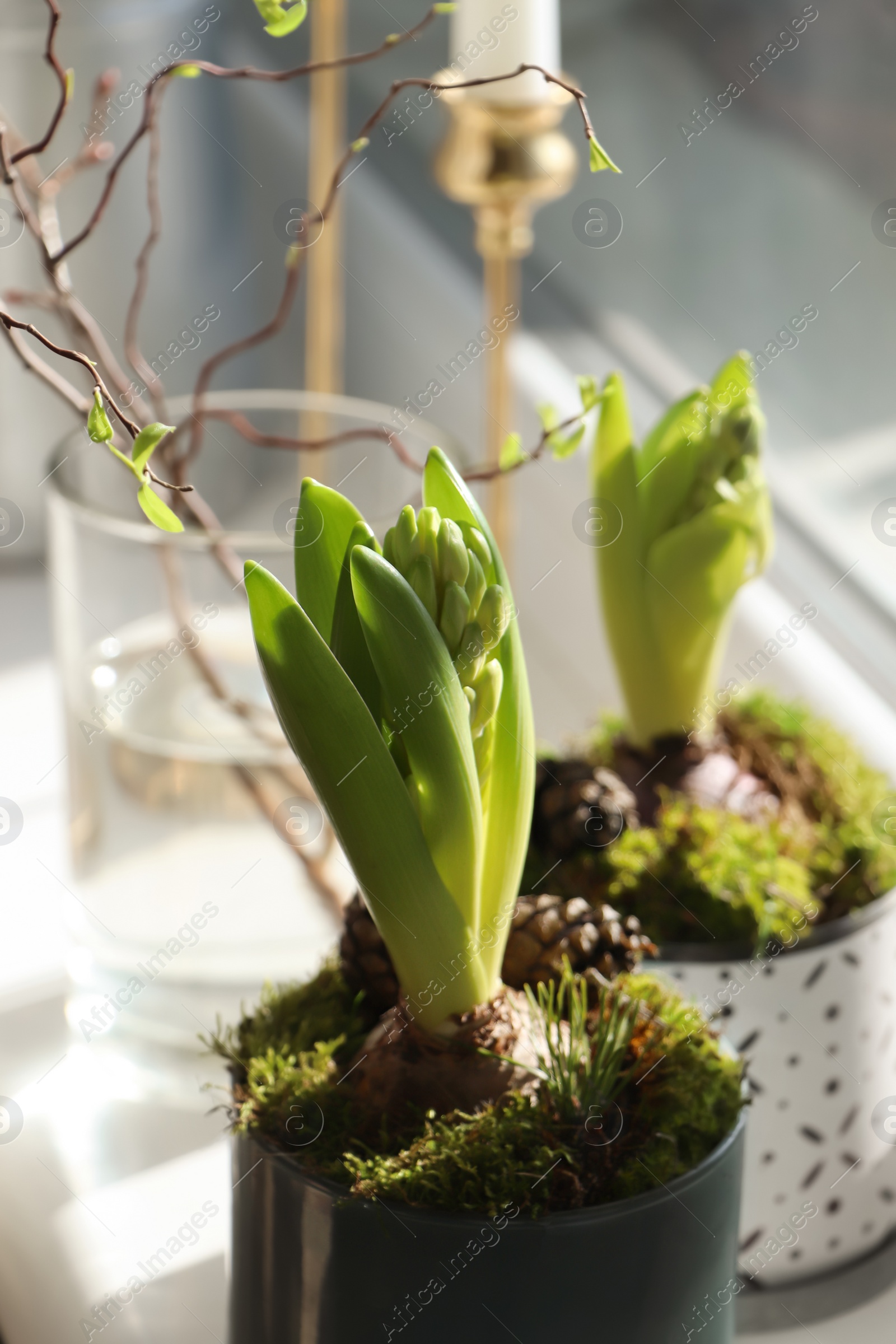 Photo of Potted hyacinths on window sill indoors. First spring flowers