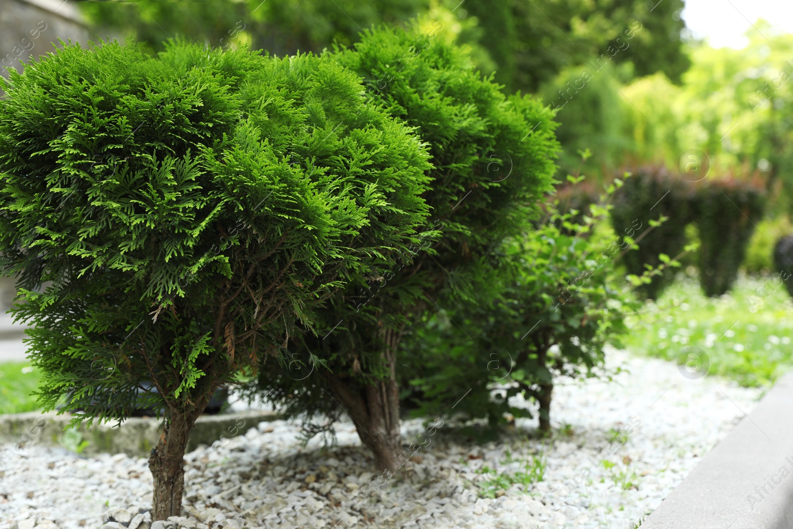 Photo of Beautiful thuja trees growing in park, space for text. Gardening and landscaping