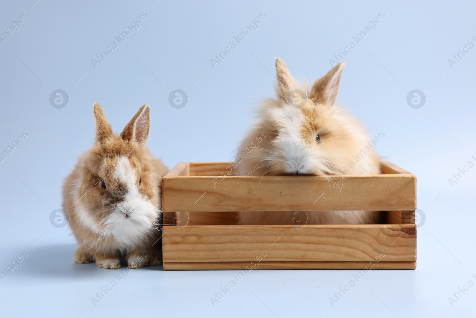 Photo of Cute little rabbits on light blue background