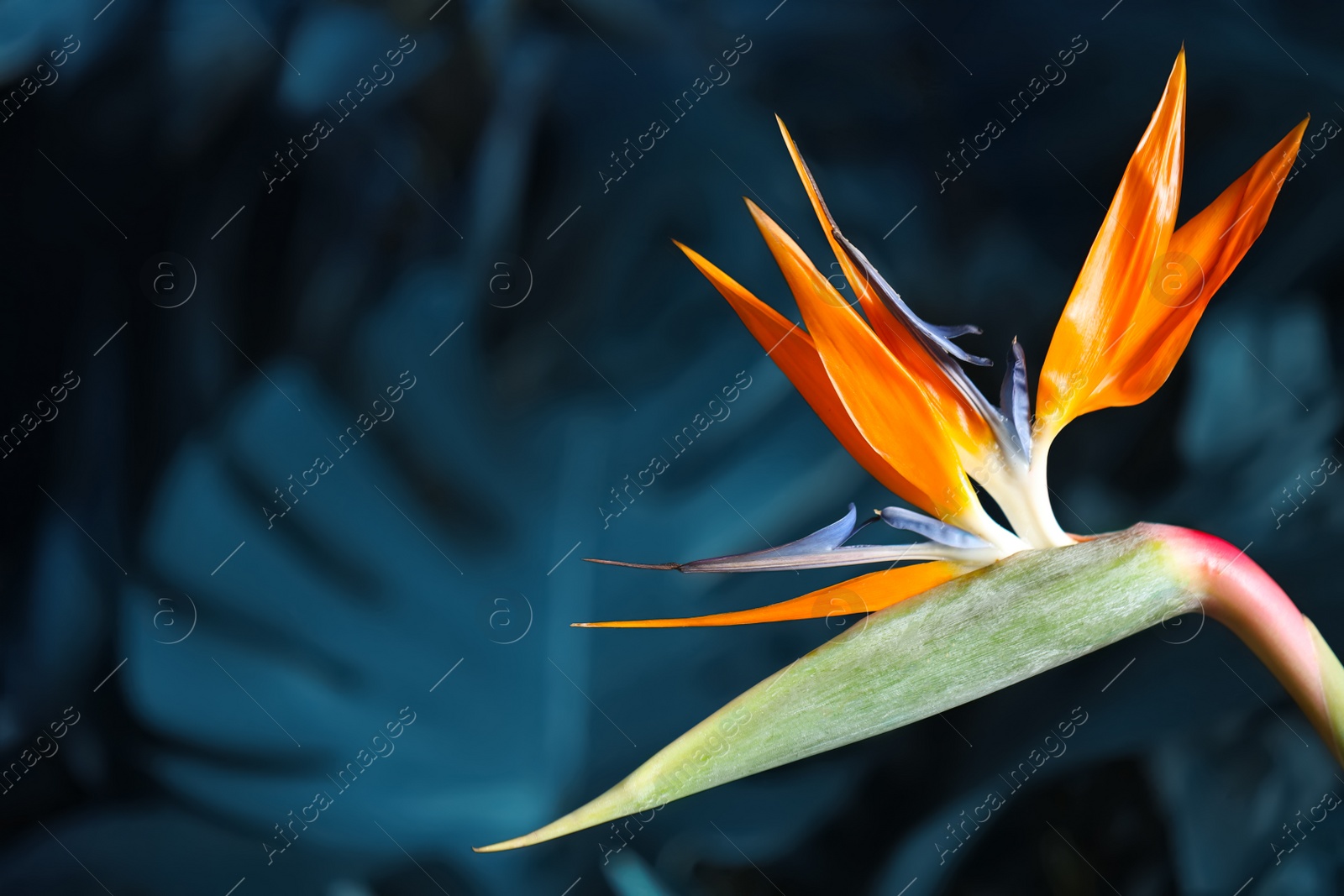 Image of Bird of Paradise tropical flower on blurred background, closeup. Space for text