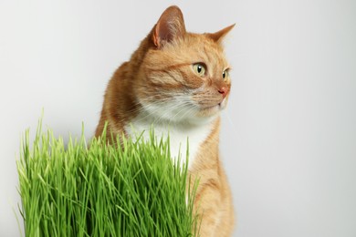 Photo of Cute ginger cat and green grass near light grey wall