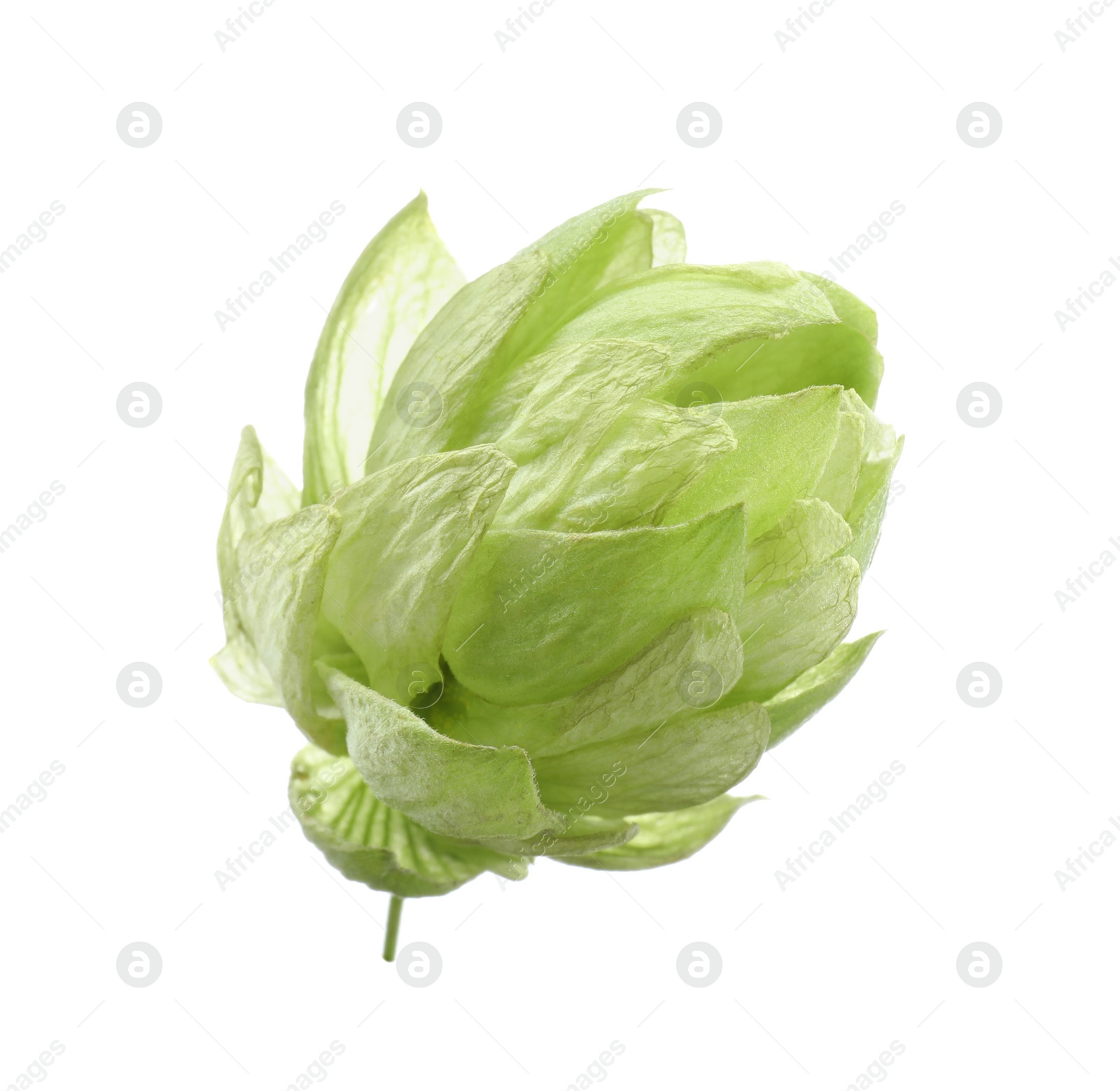 Photo of Fresh green hop flower isolated on white