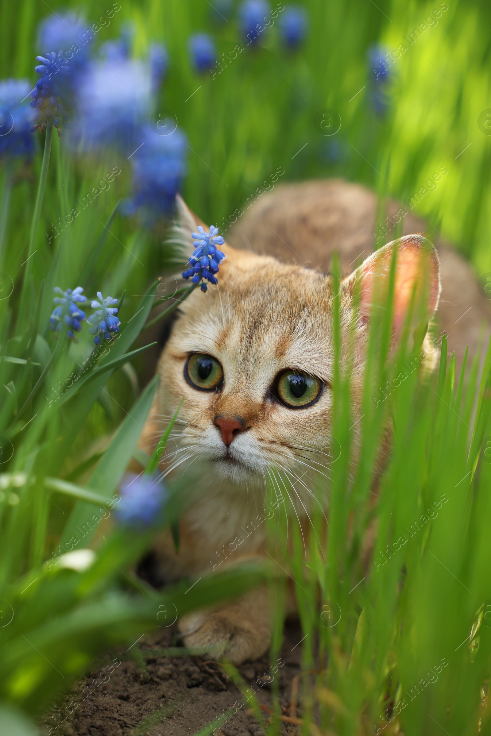 Photo of Cute cat among green grass and beautiful flowers outdoors on spring day