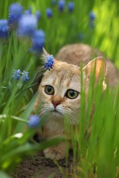 Cute cat among green grass and beautiful flowers outdoors on spring day