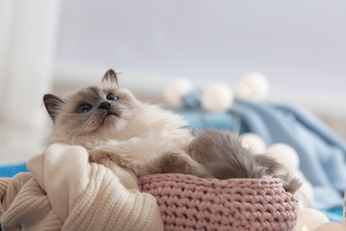 Photo of Cute cat with knitted blanket in basket at home. Warm and cozy winter