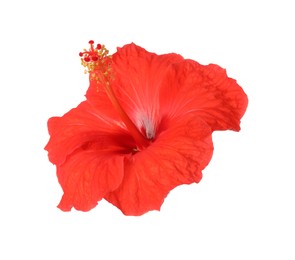 Beautiful red hibiscus flower isolated on white