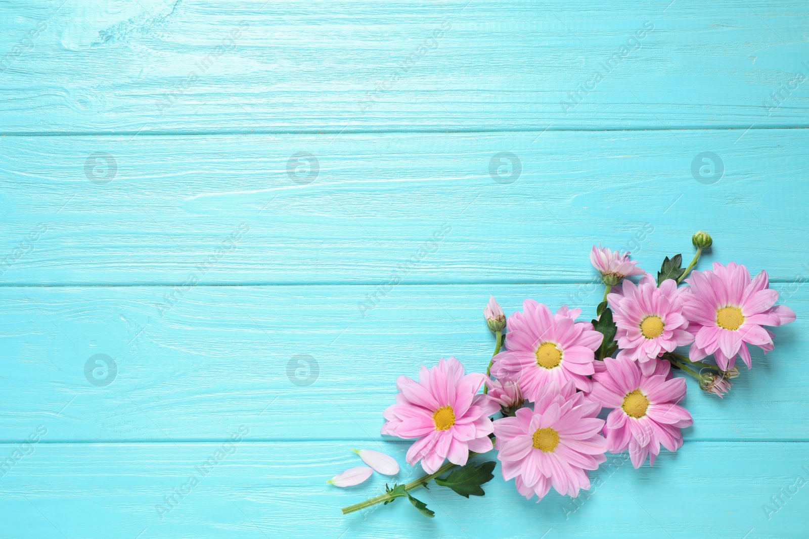 Photo of Beautiful chamomile flowers on light blue wooden background, flat lay. Space for text